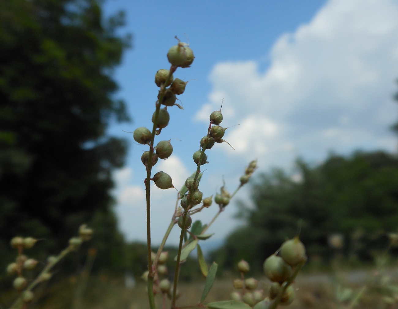 Trigonella wojciechowskii (=Melilotus neapolitanus) / Meliloto napoletano